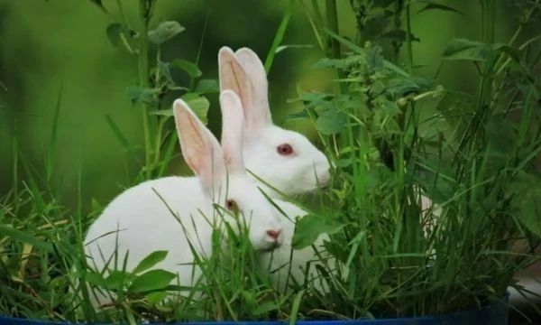 Hur man får till den perfekta skönhetsrutinen med veganska produkter som inte är testade på djur